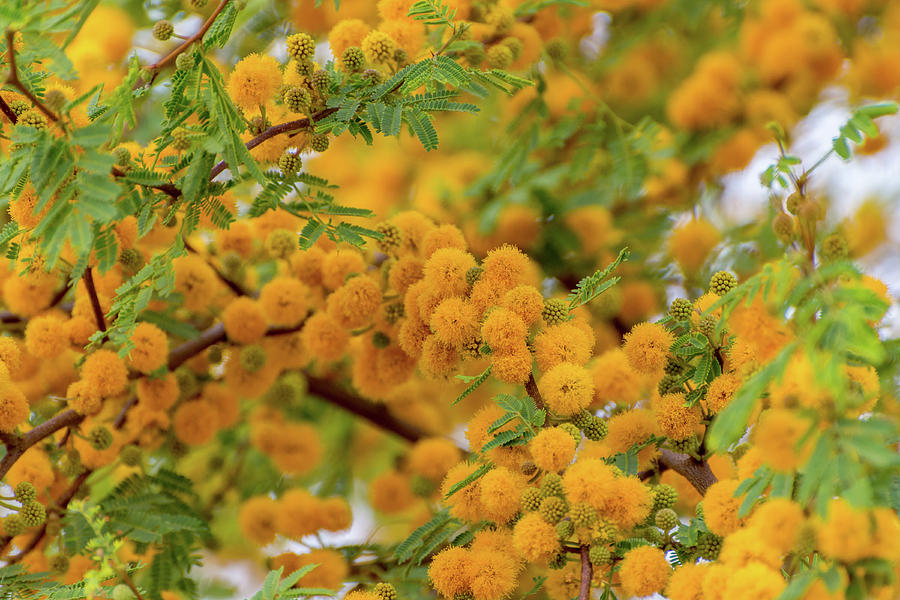 Acacia Flowers Photograph by Douglas Killourie