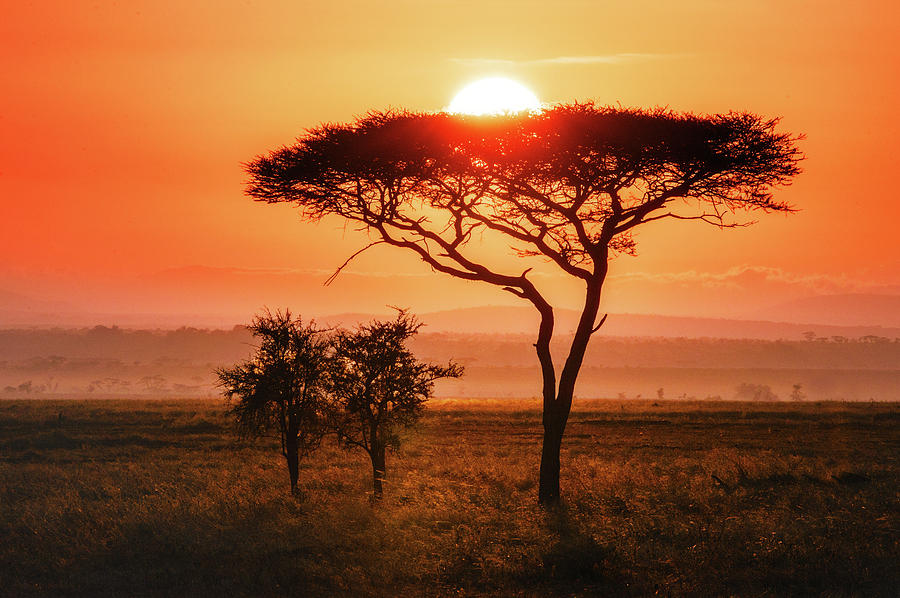 Acacia Sunrise Photograph by Vicki Jauron - Fine Art America