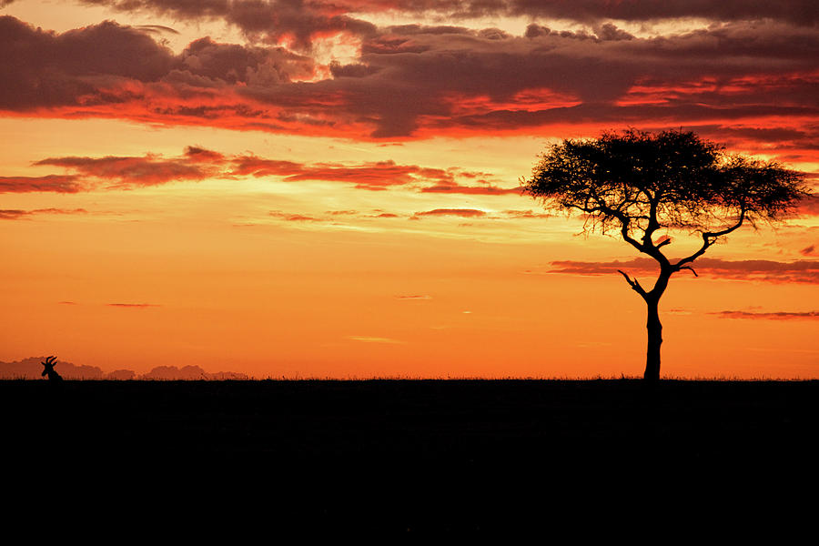 Acacia Sunrise in Kenya Photograph by Steven Upton