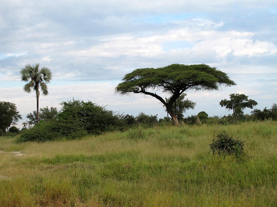 Acacia Tree 2 Photograph by Cindy Kellogg - Fine Art America