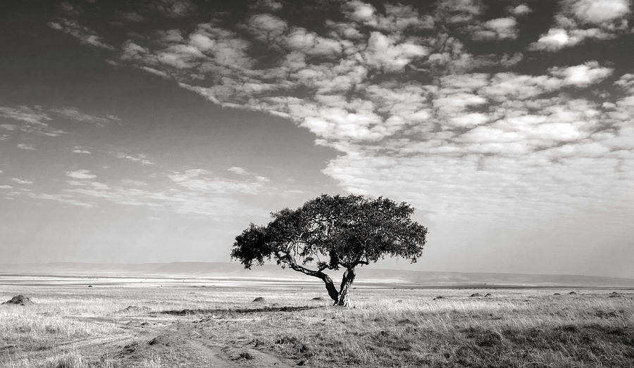 Landscape Photograph - Acacia Tree Against Dramatic Africa by Vicki Jauron