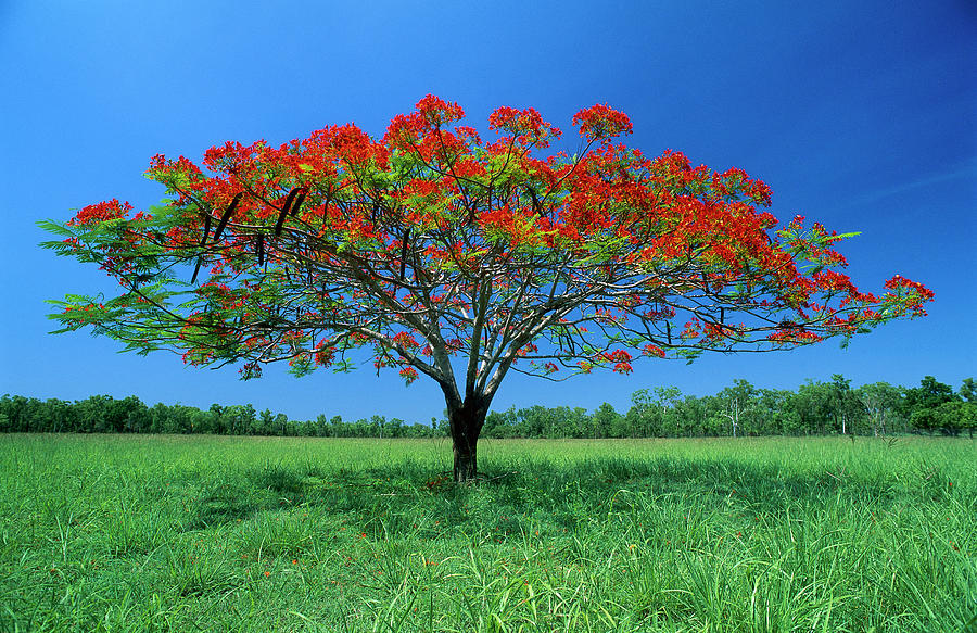 Tree acacia Acacia