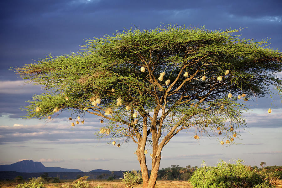 Acacia tree in Kenya Photograph by Steven Upton