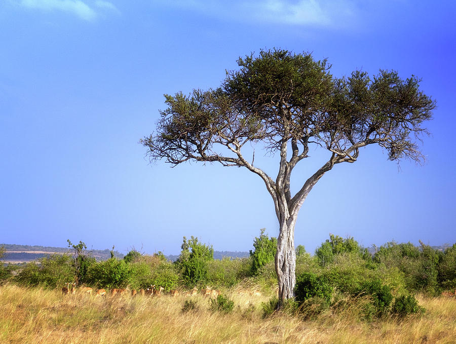 Acacia Tree In Kenya Photograph By Vicki Jauron Pixels