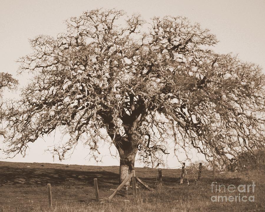 One California Oak Tree in Sepia Photograph by Carol Groenen