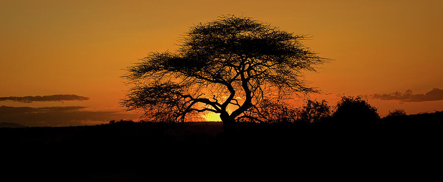 Acacia tree sunset, Kenya Photograph by Steven Upton