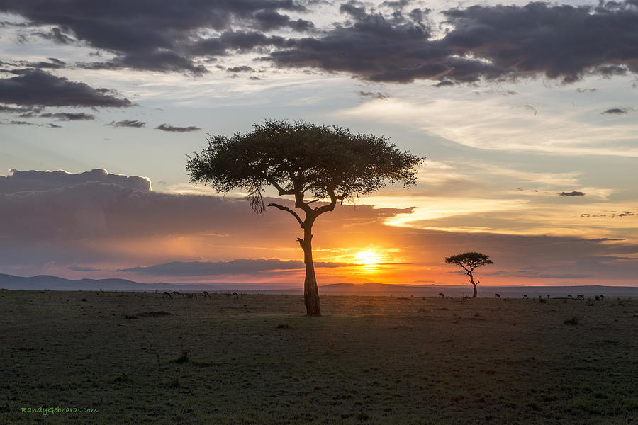 Acacia Tree Sunset Photograph by Randy Gebhardt | Fine Art America