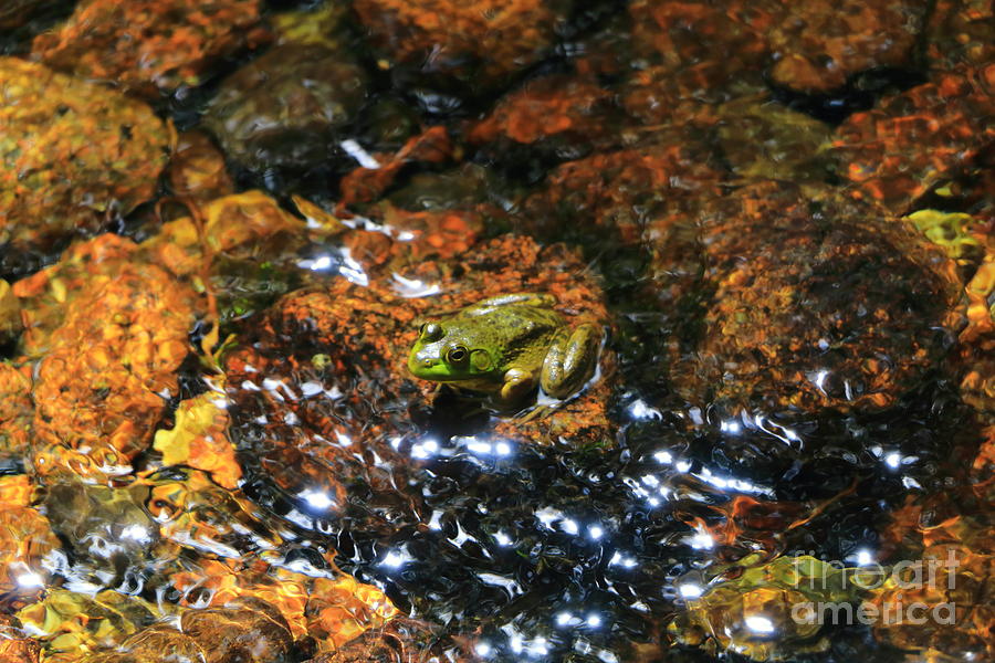 Acadia Amphibian  Photograph by Elizabeth Dow