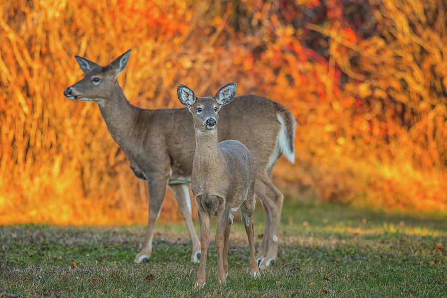 Acadia Deer Photograph by Darren White
