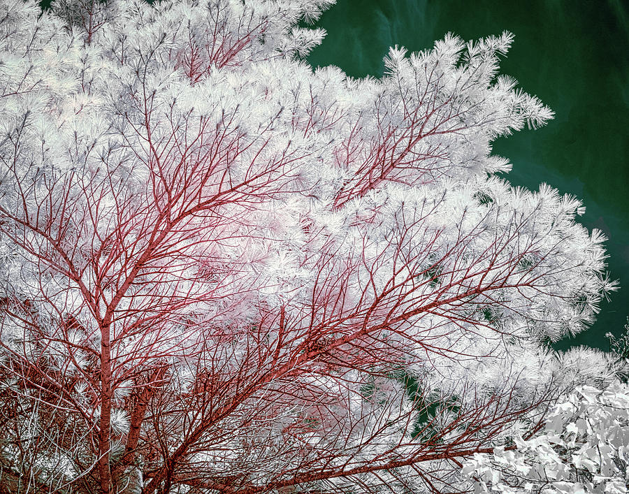 Acadia evergreens faux color IR Photograph by Izet Kapetanovic