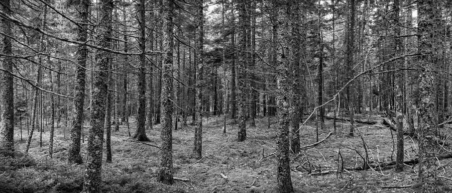 Acadia Forest  Photograph by Dennis Kowalewski