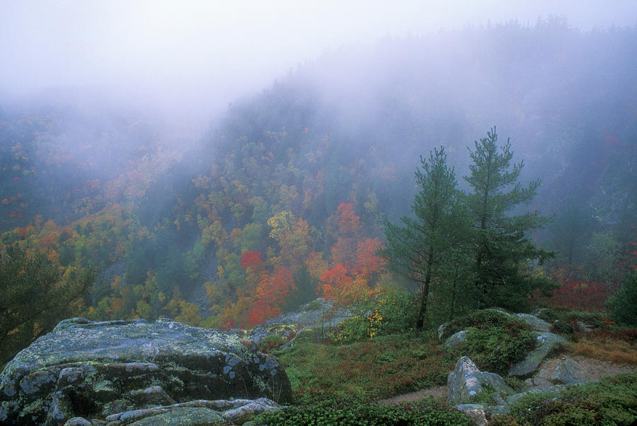 Acadia National Park Autumn Fog Photograph by John Burk