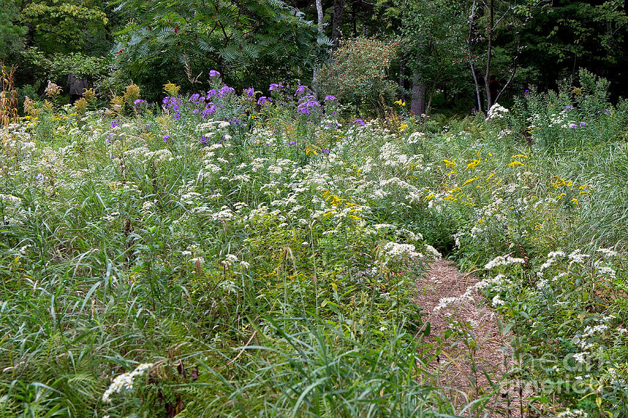 Acadia National Park Wild Flowers Photograph by Jason O Watson - Fine ...