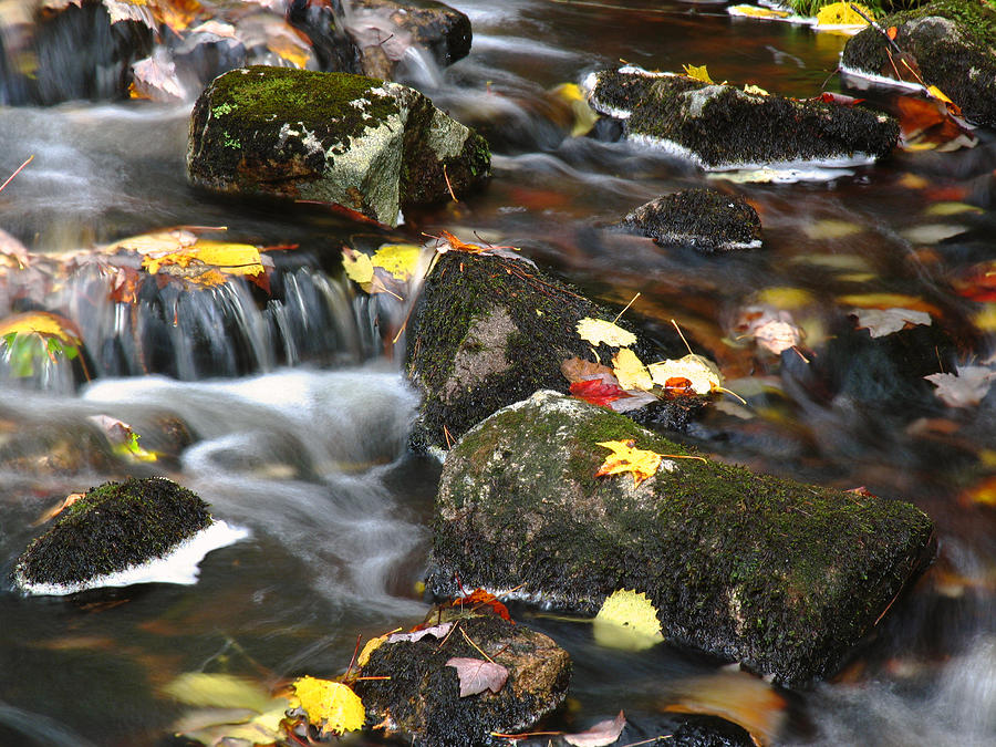 Duck Photograph - Acadia NP Duck Pond Brook by Juergen Roth