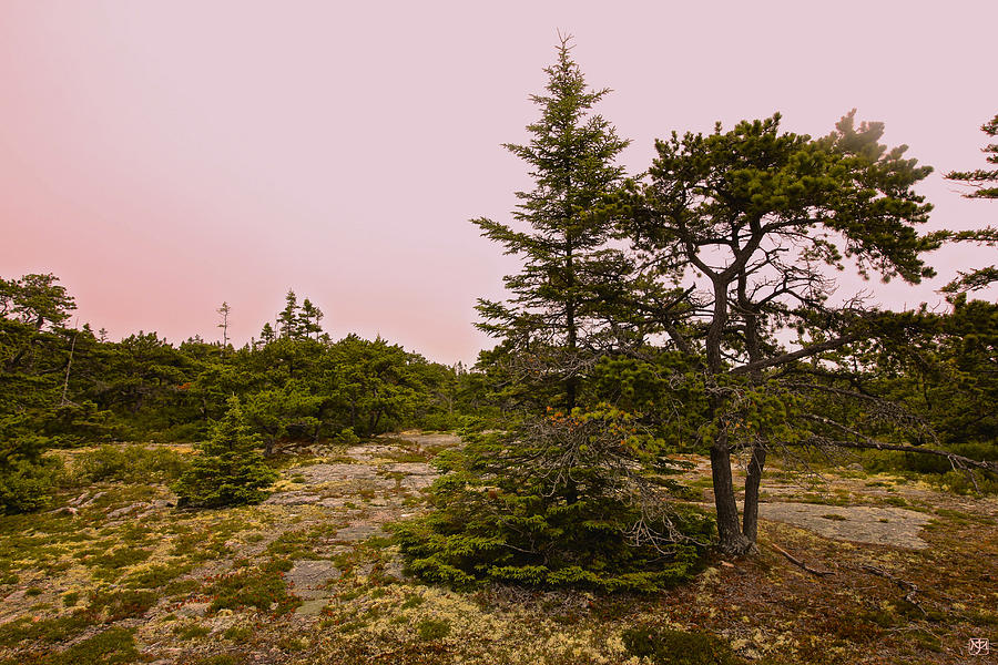 Acadia Pink Sky Photograph by John Meader