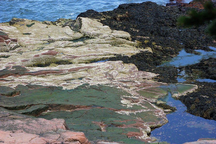 Acadia Shoreline Colors Photograph by Mary Bedy