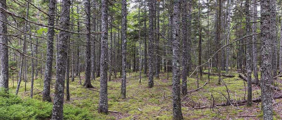 Acadia Woodlands Photograph by Dennis Kowalewski