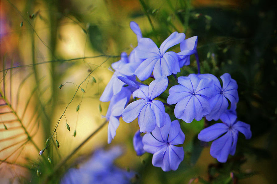 Accents of Plumbago Photograph by Gary Yost