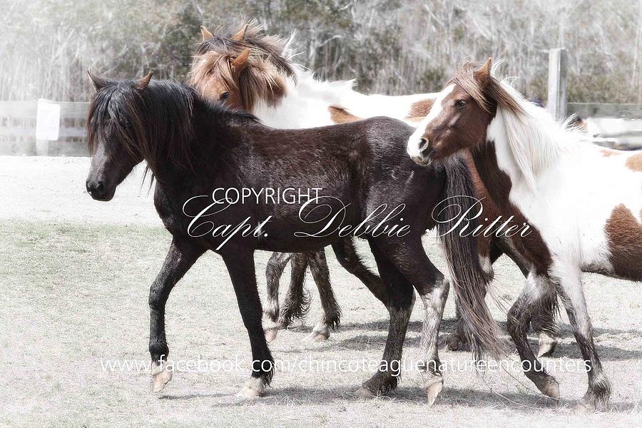 Chincoteague Pony Photograph - Ace and Girls by Captain Debbie Ritter Chincoteague Pony Photograph - Ace and Girls by Captain Debbie Ritter