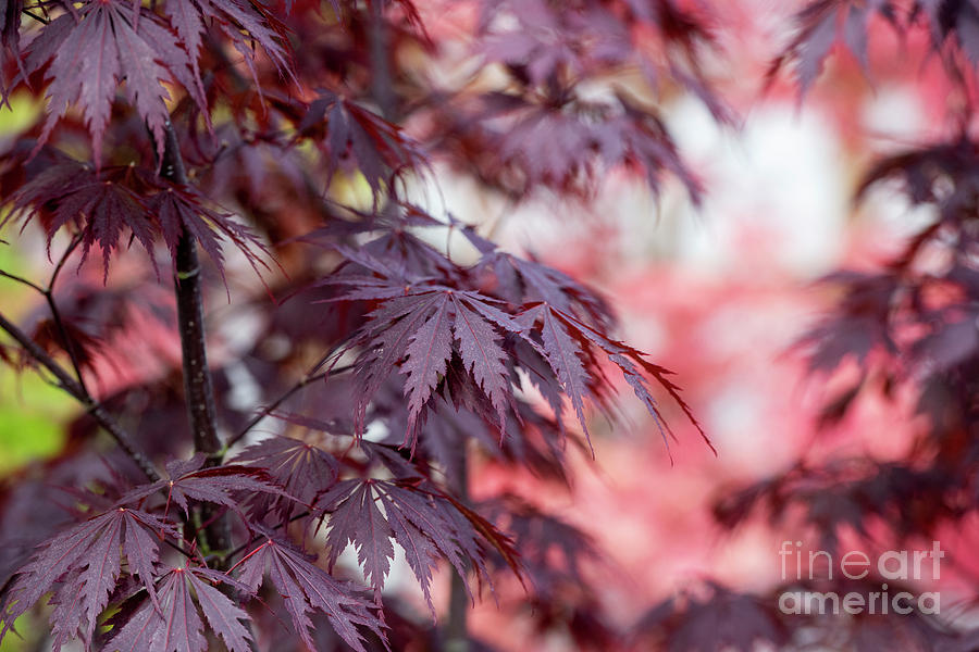 Acer Black Lace Photograph by Tim Gainey