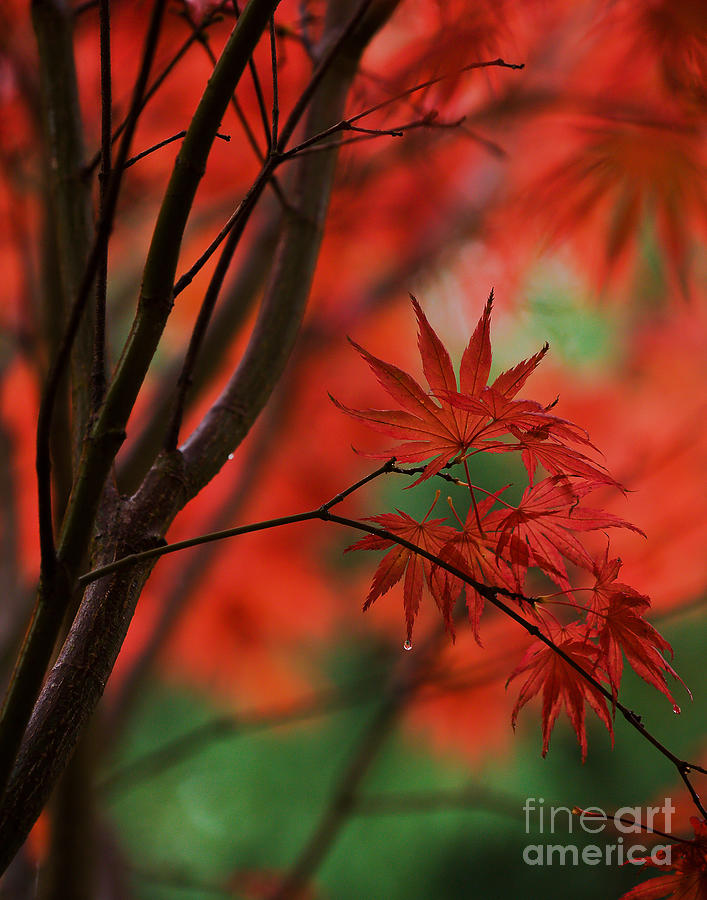 Acer Fanfare Leaves Photograph by Mike Reid