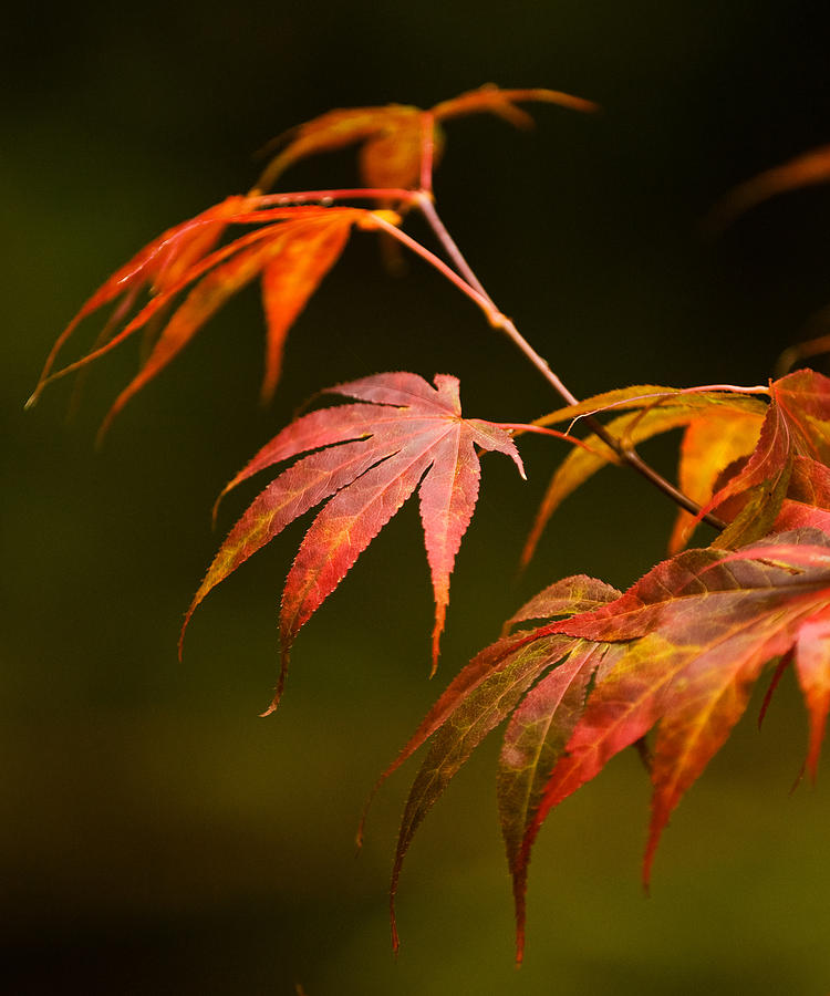 Nature Photograph - Acer Grace by Mike Reid