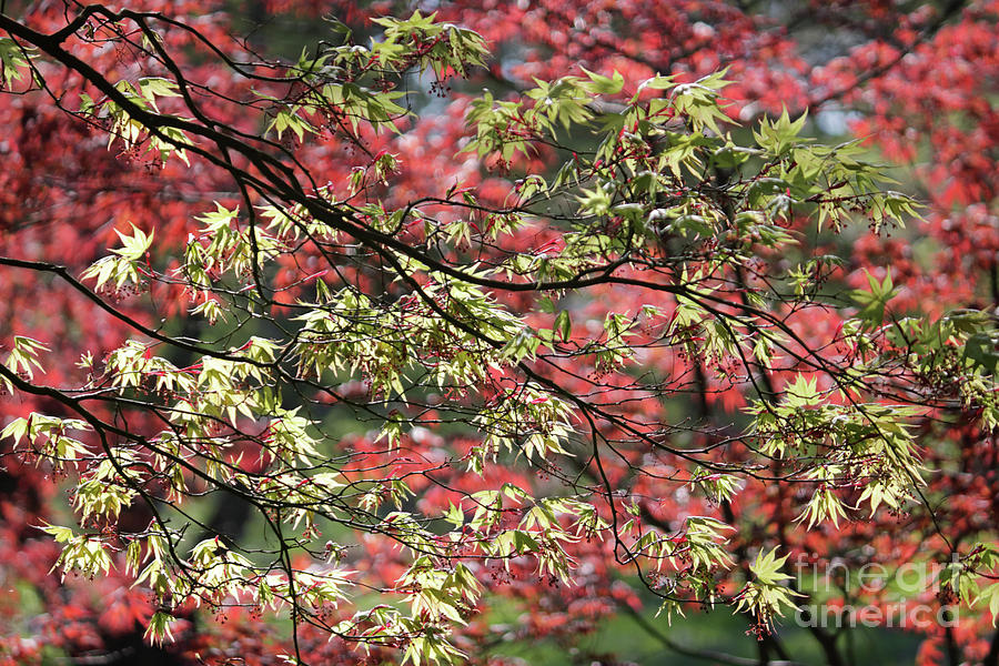 Acer leaves in Spring Photograph by Julia Gavin