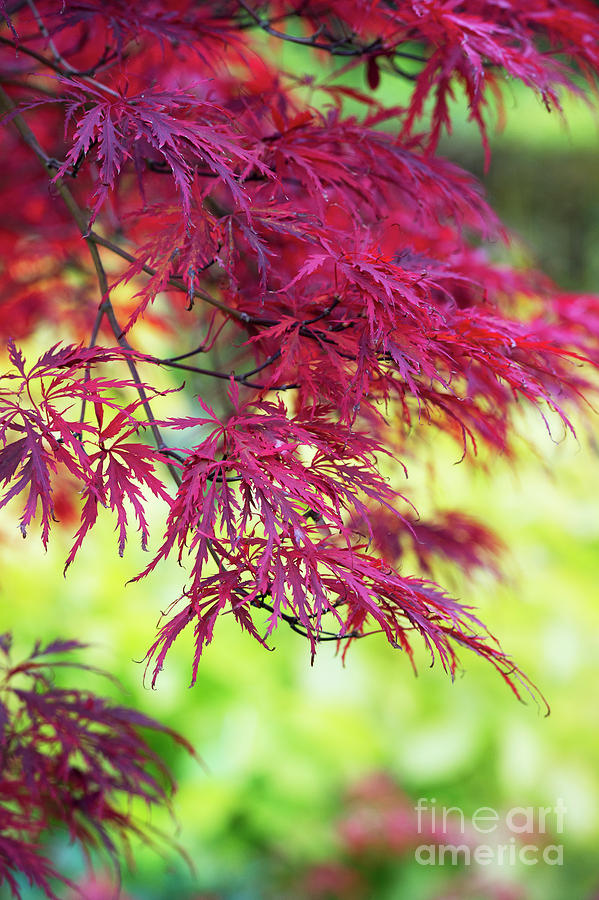 Acer Palmatum Dissectum Inaba Shidare  Photograph by Tim Gainey