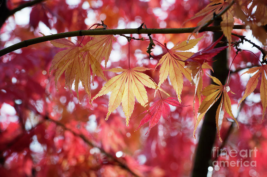 Acer Palmatum Elegans Foliage Photograph by Tim Gainey
