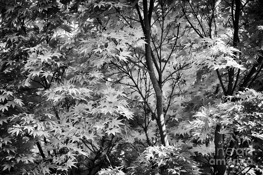 Nature Photograph - Acer Palmatum Sango Kaku tree  by Tim Gainey