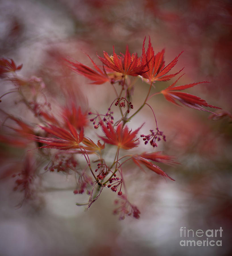 Fall Photograph - Acer Storm Redux by Mike Reid