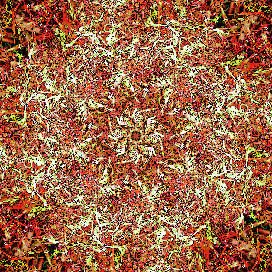 Acer Tricolore Digital Art by Frans Blok