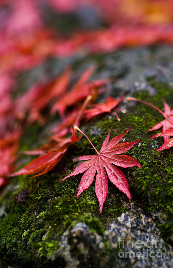 Acers Fallen Leaves Photograph by Mike Reid