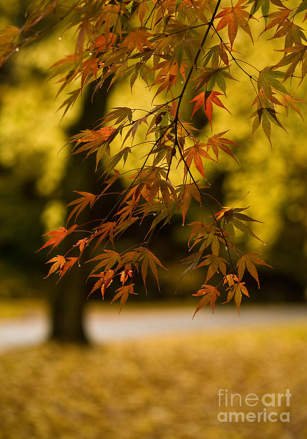 Acers Turning Photograph by Mike Reid