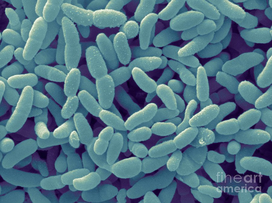 Acetobacter Aceti Bacteria Photograph by Scimat