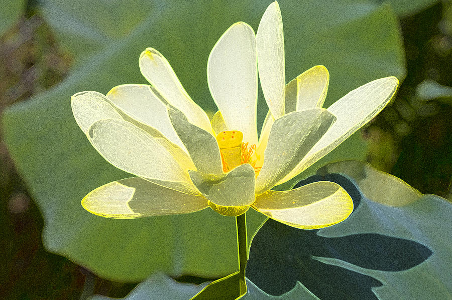 Golden lotus 5