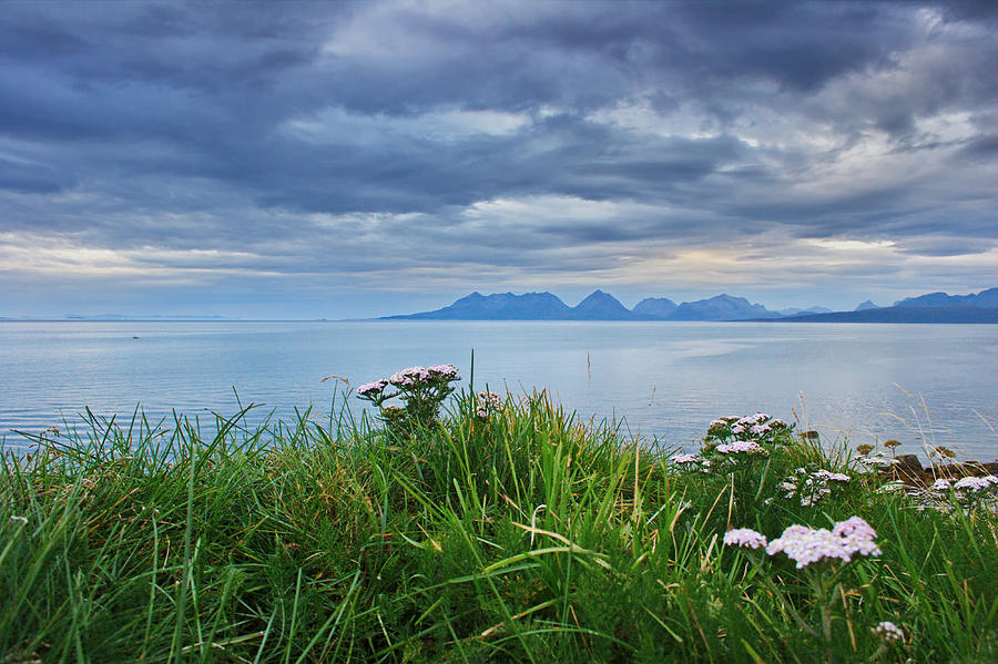 Achillea herbs growing in front of a fjord Photograph by Ulrich Kunst And Bettina Scheidulin