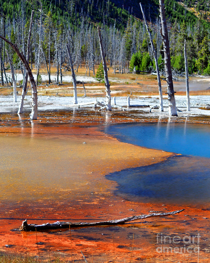 Acid Soup Yellowstone Photograph by Diane E Berry