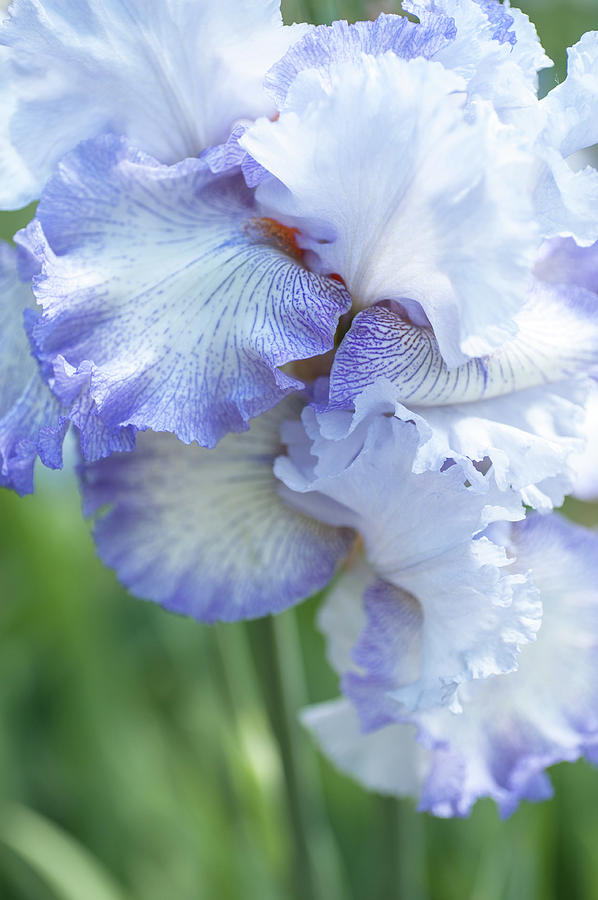 Acoma. The Beauty of Irises Photograph by Jenny Rainbow