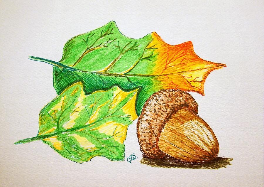 jeffrey pine leaves and acorn drawing