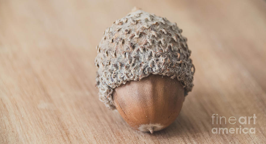 Acorn Photograph by Andrea Anderegg