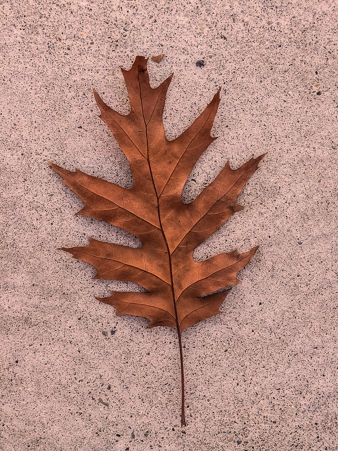 Acorn Leaf Photograph by Jonathan Nguyen
