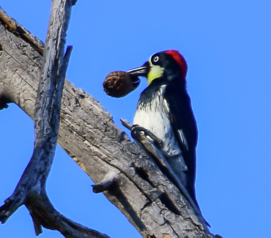 Acorn Woodpecker 3 Photograph