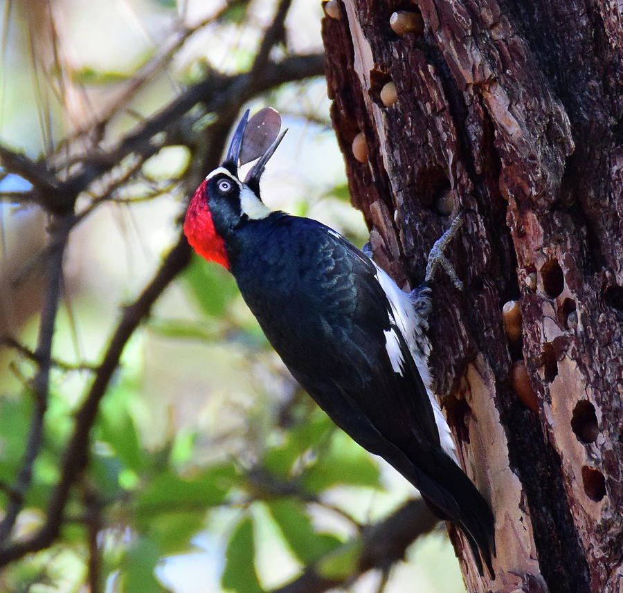 Acorn Woodpecker 6 Photograph