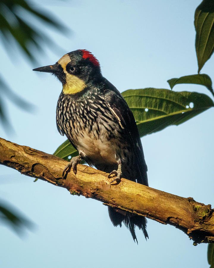 Acorn Woodpecker Alcazares Manizales Colombia Photograph by Adam Rainoff