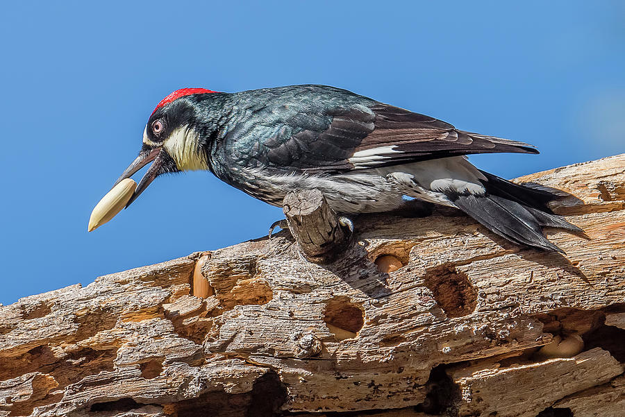 acorn woodpecker cornell