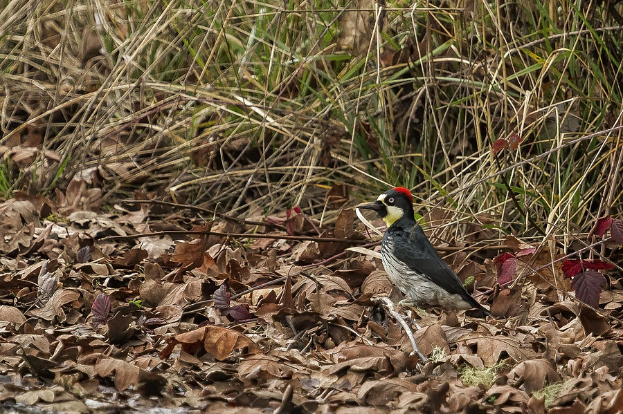 Acorn Woodpecker Photograph by Belinda Greb