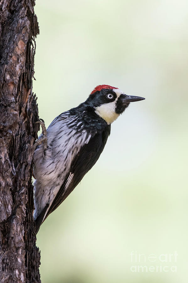 Acorn Woodpecker Photograph by Bryan Keil