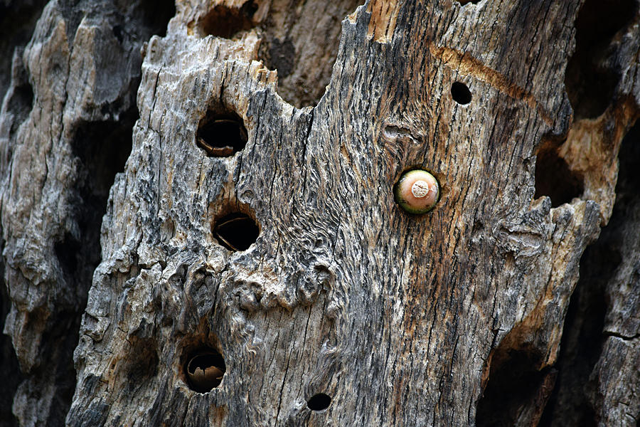 https://images.fineartamerica.com/images/artworkimages/mediumlarge/1/acorn-woodpecker-cashe-sequoia-national-park-ca-september-2016-timothy-giller.jpg