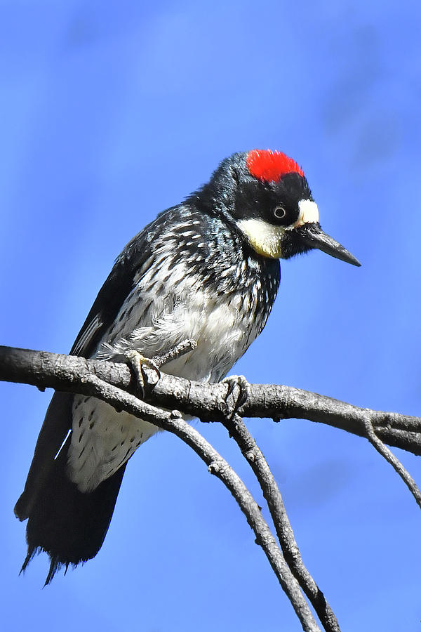 Acorn Woodpecker Close Photograph by Alan Lenk